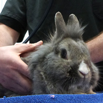 consultation lapin